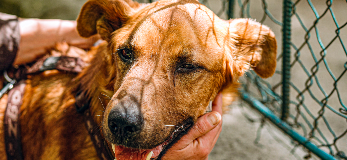 cute-brown-old-dog-standing-in-city-street-2021-08-29-07-16-34-utc